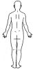 ゴム印人体図のサンプル